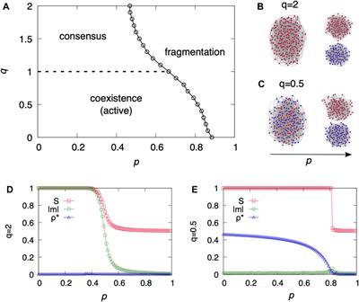 Coevolutionary dynamics of group interactions: coevolving nonlinear voter models